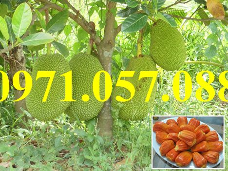 Cây giống mít ruột đỏ